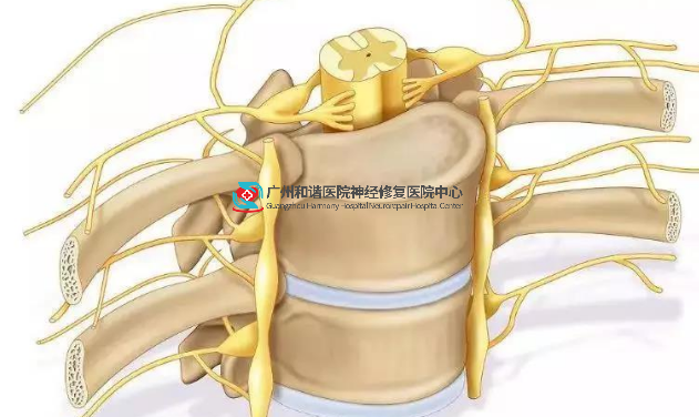 脊髓损伤症状表现及并发症