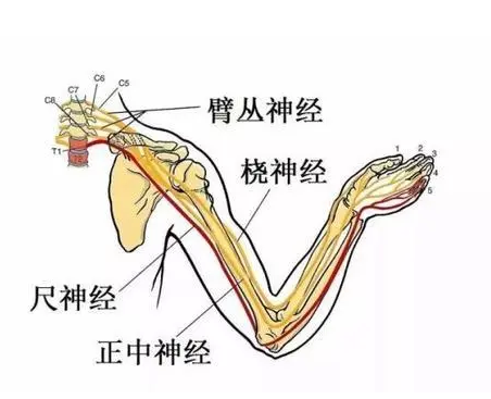 臂丛神经损伤如何治疗比较好?