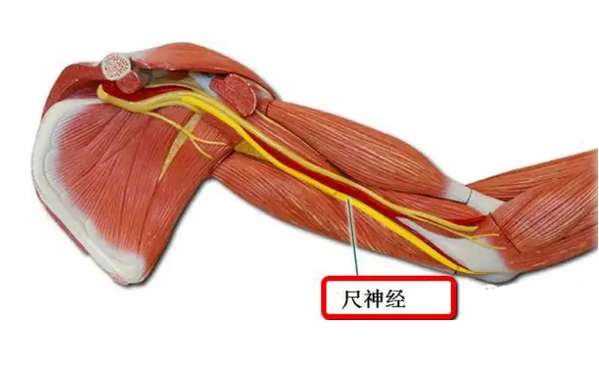 尺神经损伤如何治疗比较好?