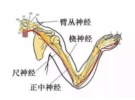 臂丛神经损伤的治疗措施