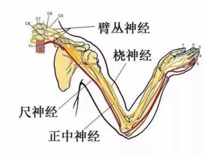 臂丛神经损伤后康复治疗怎么做?