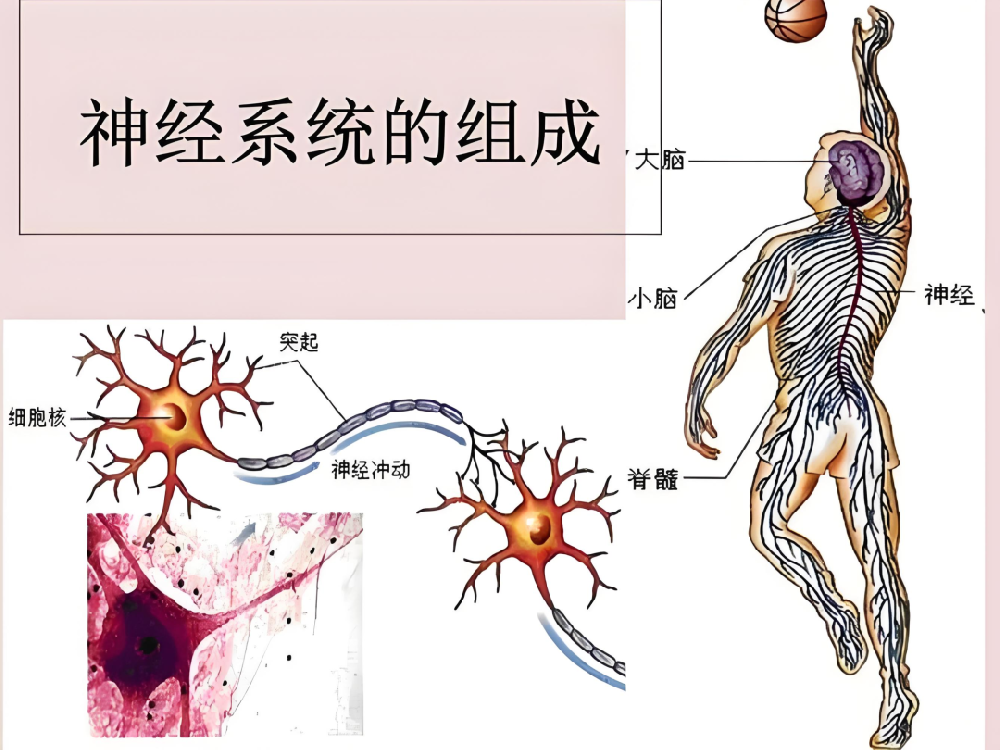 神经损伤恢复慢？这几个关键因素你一定要知道